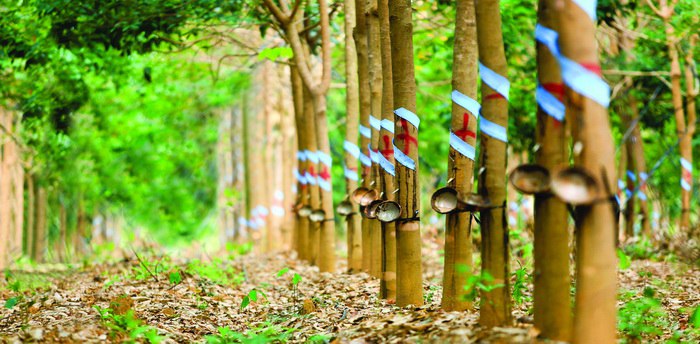 Китай хочет инвестировать в каучуковые плантации Шри-Ланки